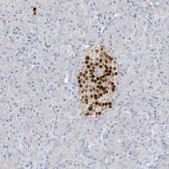 Anti-PAX6 antibody produced in rabbit Prestige Antibodies&#174; Powered by Atlas Antibodies, affinity isolated antibody, buffered aqueous glycerol solution