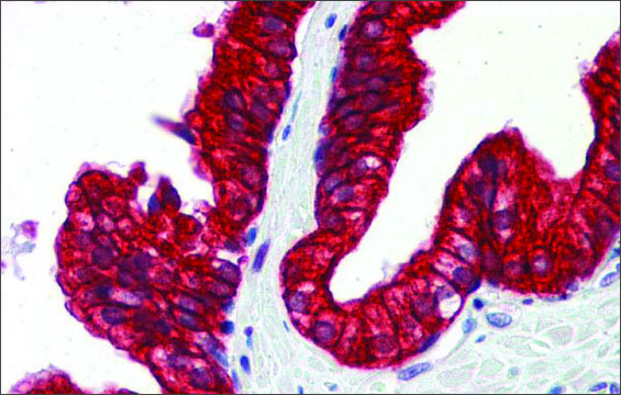 Anti-SP3 antibody produced in rabbit affinity isolated antibody