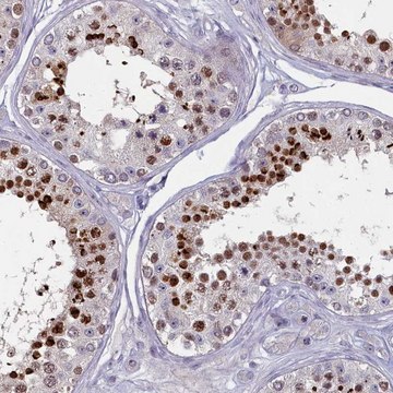 Anti-FAM196A antibody produced in rabbit Prestige Antibodies&#174; Powered by Atlas Antibodies, affinity isolated antibody, buffered aqueous glycerol solution