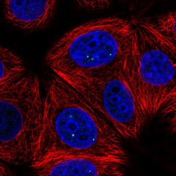 Anti-NELFCD antibody produced in rabbit Prestige Antibodies&#174; Powered by Atlas Antibodies, affinity isolated antibody
