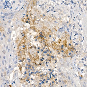 Anti-CNTN4 Antibody, clone 9Q7X9, Rabbit Monoclonal