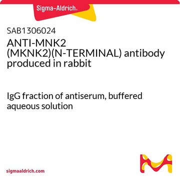ANTI-MNK2 (MKNK2)(N-TERMINAL) antibody produced in rabbit IgG fraction of antiserum, buffered aqueous solution