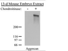 Anti-Aggrecan Antibody Chemicon&#174;, from rabbit