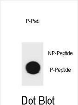 Anti-phospho-mouse TSC1(S1130) antibody produced in rabbit affinity isolated antibody, buffered aqueous solution