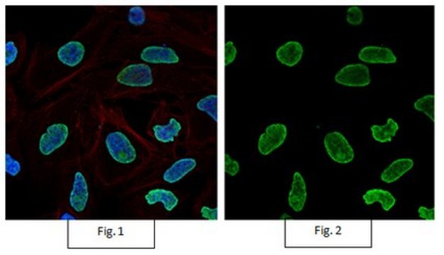 Anti-acetyl-Histone H4 (Lys16) Antibody, Alexa Fluor&#8482; 488 from rabbit, ALEXA FLUOR&#8482; 488