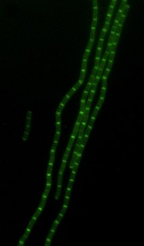 FITC Labeled D-Lysine Suitable for bacterial labeling