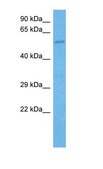 Anti-GTF2H1 antibody produced in rabbit IgG fraction of antiserum