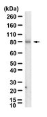 Anti-SV40 T Antigen Antibody, clone PAb416 ZooMAb&#174; Mouse Monoclonal recombinant, expressed in HEK 293 cells
