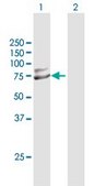 Anti-TRIM25 antibody produced in mouse purified immunoglobulin, buffered aqueous solution