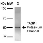Monoclonal Anti-GABA A Receptor-PerCP antibody produced in mouse clone S399-19