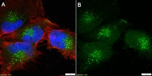 Anti-Rab14 Antibody, clone 1M15 ZooMAb&#174; Rabbit Monoclonal recombinant, expressed in HEK 293 cells