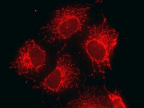 Anti-Mitochondria Antibody serum, Chemicon&#174;