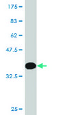 Monoclonal Anti-KLF5, (C-terminal) antibody produced in mouse clone 2G12, purified immunoglobulin, buffered aqueous solution
