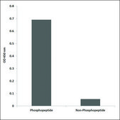 Anti-phospho-Casein Kinase II &#945; (pTyr255) antibody produced in rabbit affinity isolated antibody