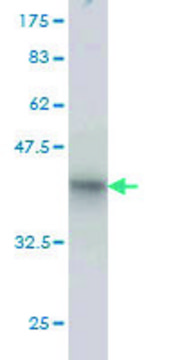 Monoclonal Anti-RHOT1 antibody produced in mouse clone 4H4, purified immunoglobulin, buffered aqueous solution