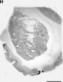 Anti-Glycine Receptor Antibody Chemicon&#174;, from rabbit