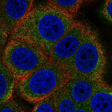 Anti-ALG12 antibody produced in rabbit Prestige Antibodies&#174; Powered by Atlas Antibodies, affinity isolated antibody