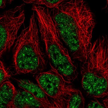Anti-U2AF2 antibody produced in rabbit Prestige Antibodies&#174; Powered by Atlas Antibodies, affinity isolated antibody