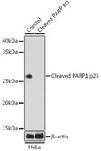 Anti- Cleaved PARP1 p25 antibody produced in rabbit