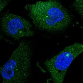 Anti-ENGASE antibody produced in rabbit Prestige Antibodies&#174; Powered by Atlas Antibodies, affinity isolated antibody, buffered aqueous glycerol solution
