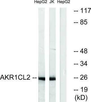 Anti-AKR1CL2 antibody produced in rabbit affinity isolated antibody