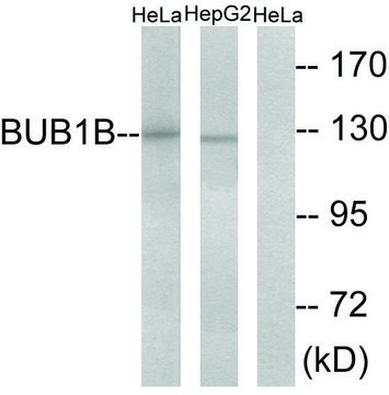 Anti-BUB1B antibody produced in rabbit affinity isolated antibody