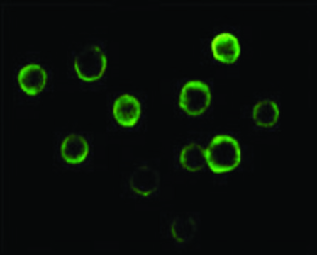 Monoclonal Anti-BTK antibody produced in mouse clone 7F12H4, ascites fluid