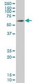 Monoclonal Anti-SOX9 antibody produced in mouse clone 3C10, purified immunoglobulin, buffered aqueous solution