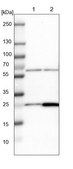 Anti-MRPS7 antibody produced in rabbit Prestige Antibodies&#174; Powered by Atlas Antibodies, affinity isolated antibody, buffered aqueous glycerol solution, Ab1