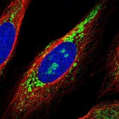Anti-RNF115 antibody produced in rabbit Prestige Antibodies&#174; Powered by Atlas Antibodies, affinity isolated antibody, buffered aqueous glycerol solution