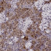 Anti-PNMT antibody produced in rabbit Prestige Antibodies&#174; Powered by Atlas Antibodies, affinity isolated antibody, buffered aqueous glycerol solution