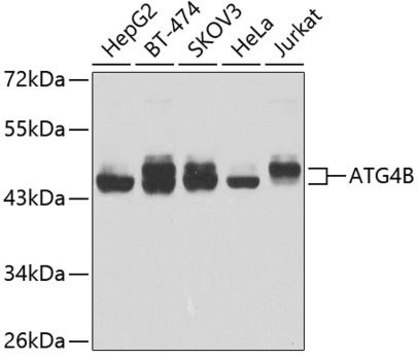 Anti-ATG4B antibody produced in rabbit