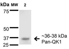 Monoclonal Anti-Task1 Potassium Channel - Apc antibody produced in mouse clone S374-48, purified immunoglobulin