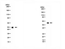 Anti-Alpha-2-HS-Glycoprotein from rabbit, purified by affinity chromatography