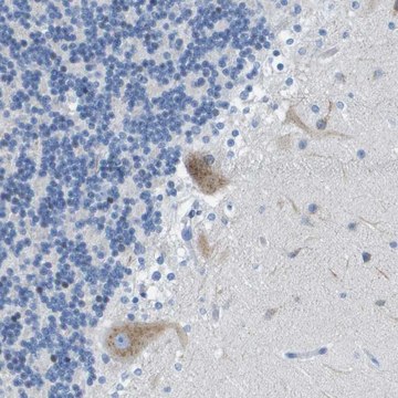 Anti-DNER antibody produced in rabbit Prestige Antibodies&#174; Powered by Atlas Antibodies, affinity isolated antibody, buffered aqueous glycerol solution