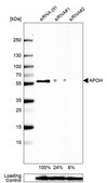 Anti-APOH antibody produced in rabbit Prestige Antibodies&#174; Powered by Atlas Antibodies, affinity isolated antibody, buffered aqueous glycerol solution