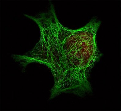 Monoclonal Anti-Keratin antibody produced in mouse clone C11, purified immunoglobulin