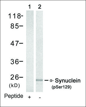 Anti-phospho-SNCA (pSer129) antibody produced in rabbit affinity isolated antibody