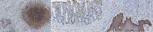 Anti-LOX-1 Antibody, clone 15C4 clone 15C4, from mouse