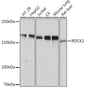 Anti-ROCK1 antibody produced in rabbit