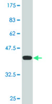 Monoclonal Anti-HECW2 antibody produced in mouse clone 1A3, purified immunoglobulin, buffered aqueous solution