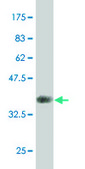ANTI-AKT2 antibody produced in mouse clone 1D9, purified immunoglobulin, buffered aqueous solution