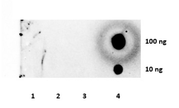 Anti-trimethyl-Histone H3 (Lys9) Antibody Upstate&#174;, from rabbit
