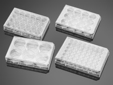 Corning&#174; BioCoat&#8482; Poly-D-Lysine Multiwell Plate flat bottom clear wells, lid