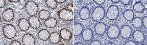 Anti-RET Antibody, clone 2K12 ZooMAb&#174; Rabbit Monoclonal recombinant, expressed in HEK 293 cells