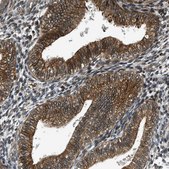 Anti-FAM134C antibody produced in rabbit Prestige Antibodies&#174; Powered by Atlas Antibodies, affinity isolated antibody, buffered aqueous glycerol solution
