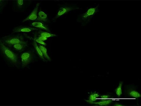 Anti-EPB41L2 antibody produced in rabbit purified immunoglobulin, buffered aqueous solution