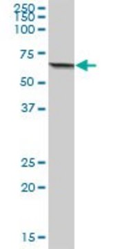Anti-ACSM3 antibody produced in mouse IgG fraction of antiserum, buffered aqueous solution