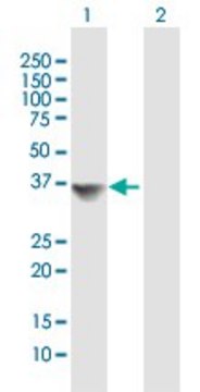 Anti-MRPL19 antibody produced in mouse purified immunoglobulin, buffered aqueous solution