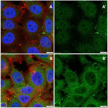 Anticorps anti-caspase-3, forme active (clivée) Chemicon&#174;, from rabbit